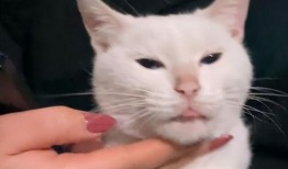 猫咪爆料视频在线观看,在线观看爆笑瞬间